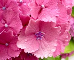 紫陽花 種類 ピンク 名前