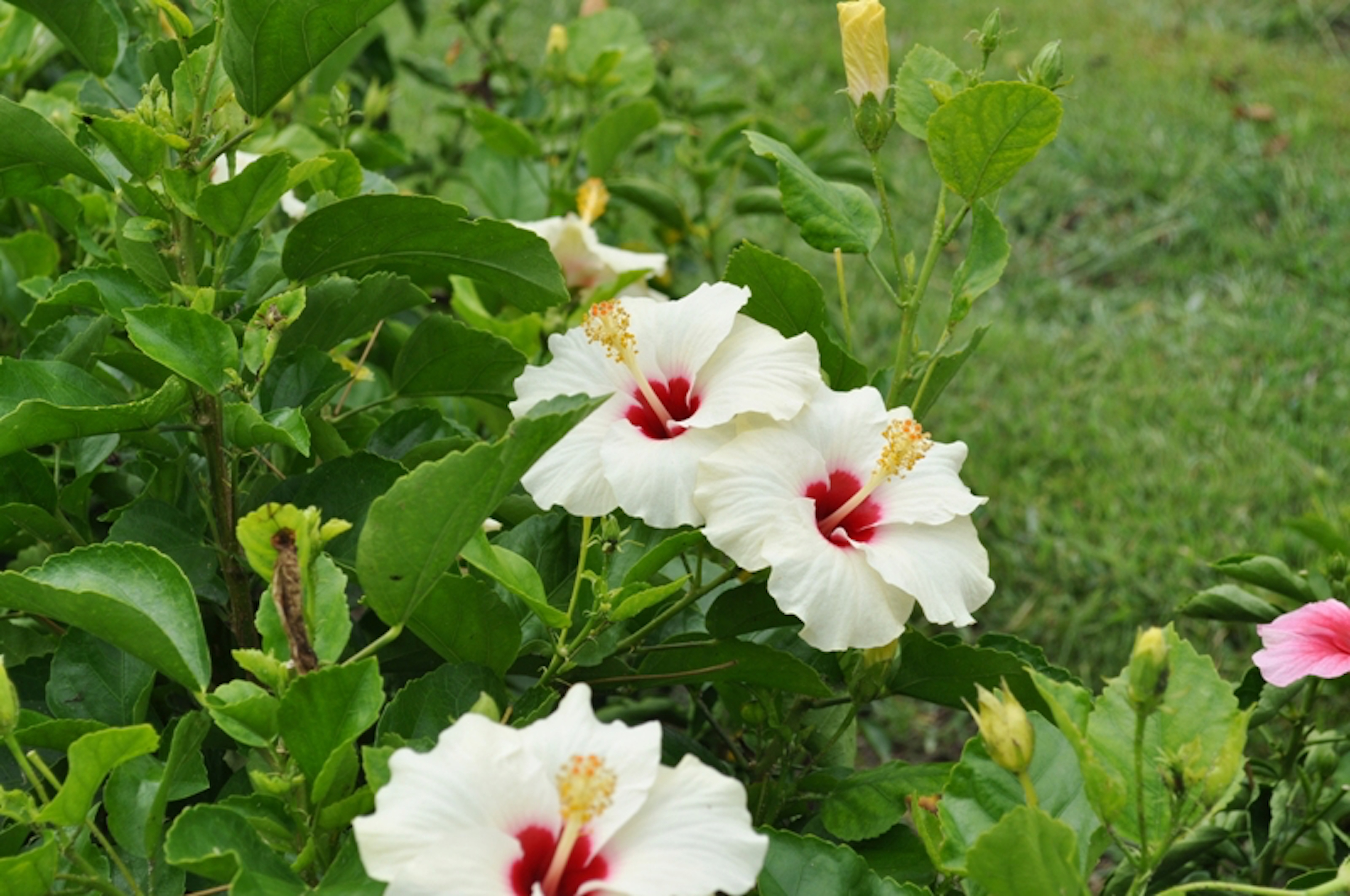 白いハイビスカスの品種は何 咲く時期は 植物navi