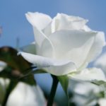 バラの葉っぱの病気！白い原因と対策法について