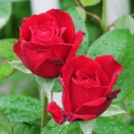 薔薇の栽培に丁度いい鉢の選び方や大きさについて
