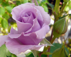 バラ 紫 品種