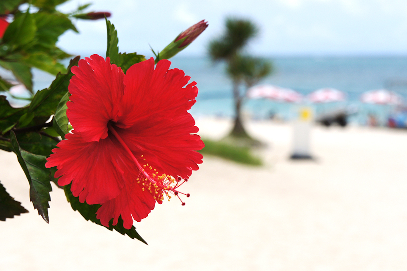 沖縄に咲くハイビスカスの特徴や咲く時期 方言について 植物navi