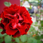 薔薇の葉っぱがしおれる原因と対策法について