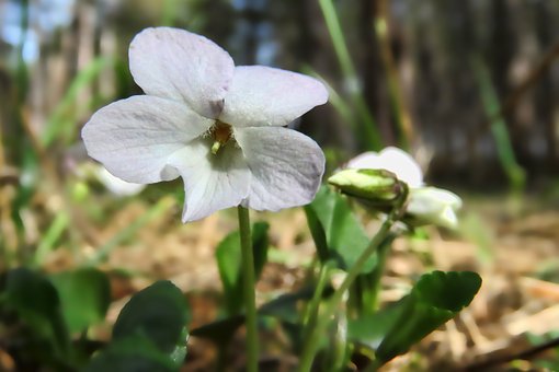 白い花を咲かせるスミレの種類について 植物navi