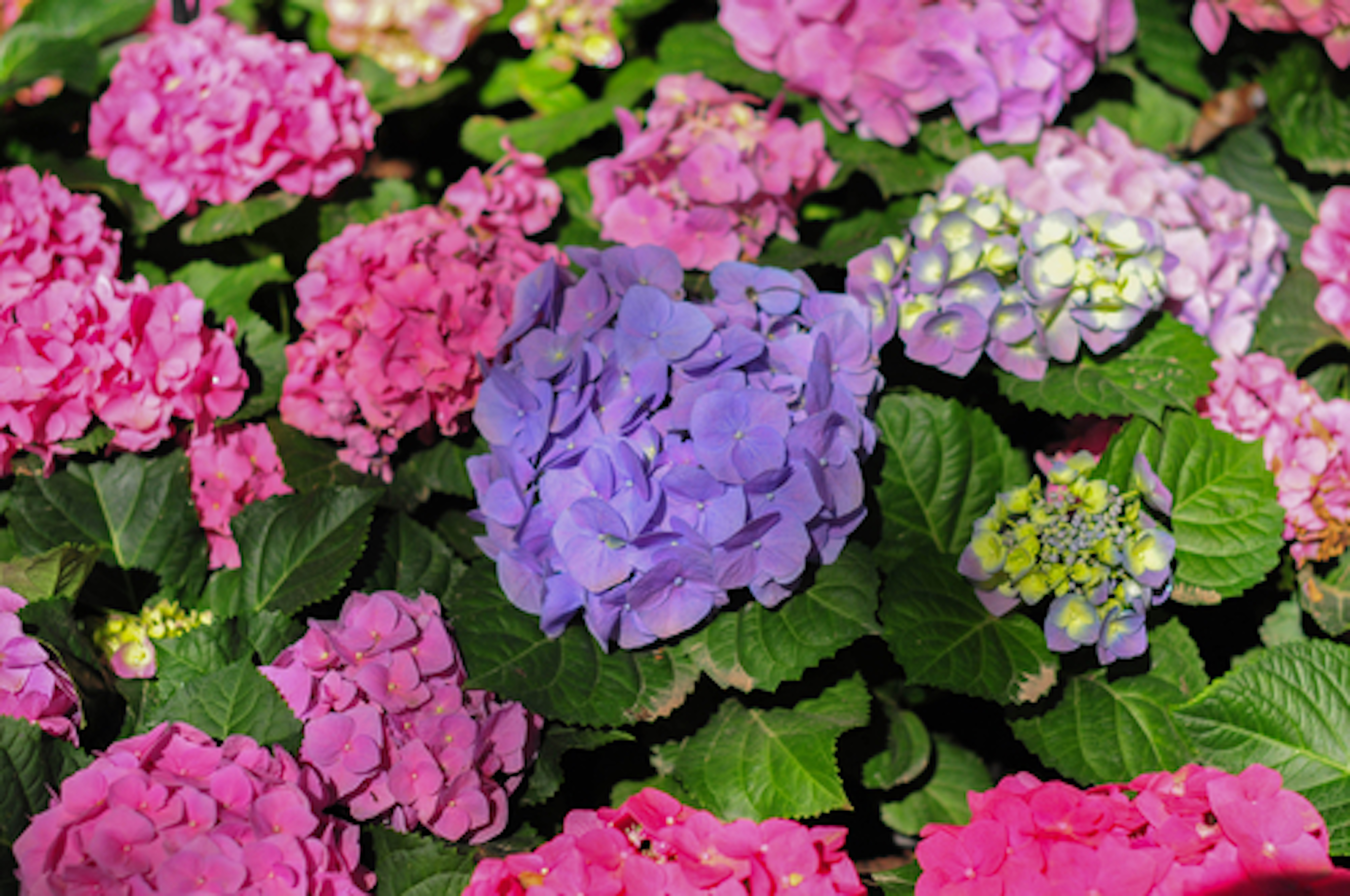 紫陽花の品種ディープパープルの上手な育て方 植物navi