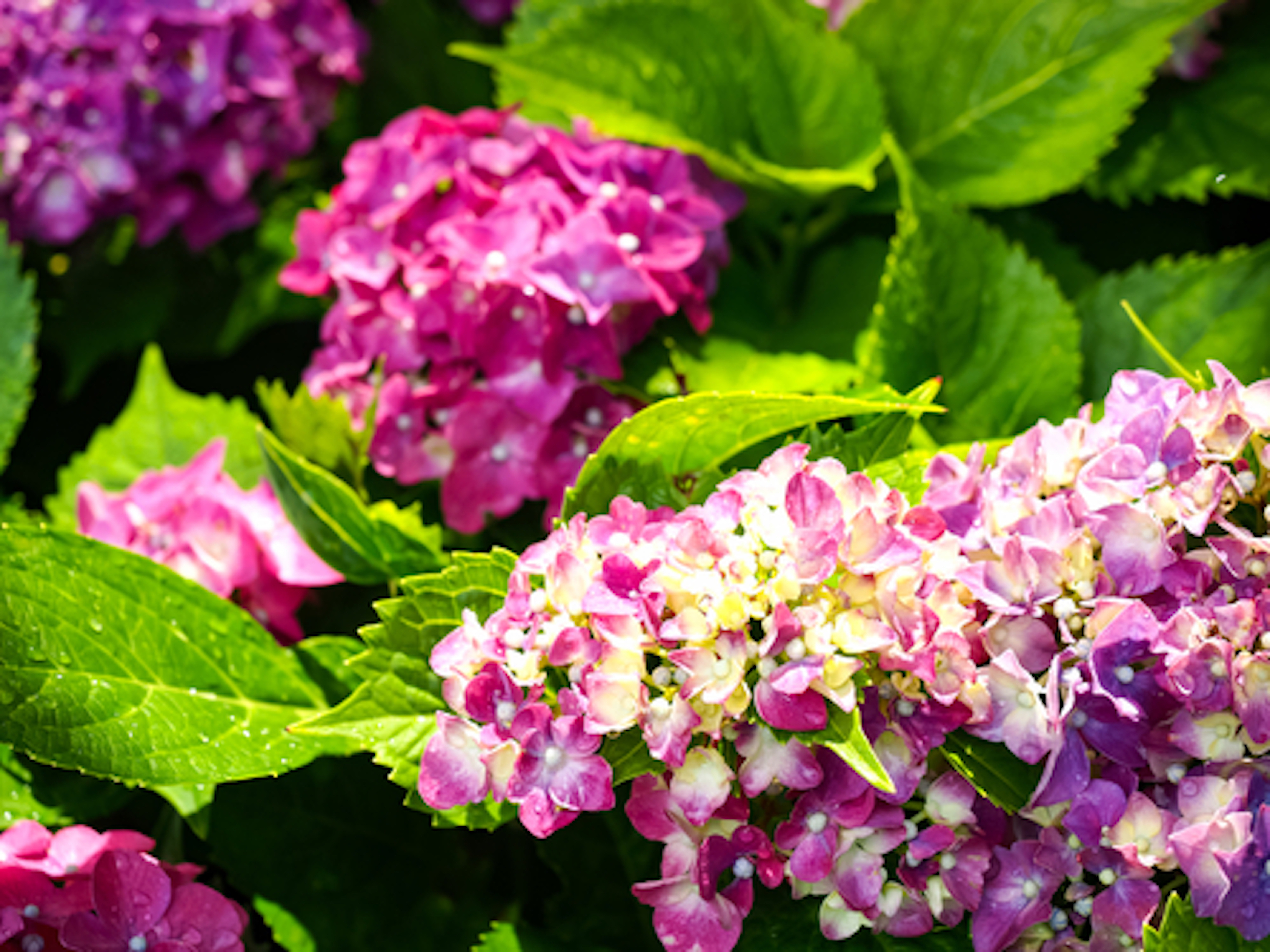 紫陽花の花がなかなか咲かない原因とは 植物navi