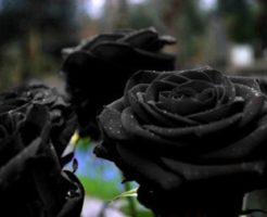 薔薇 黒 品種