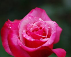 バラ 種類 ピンク