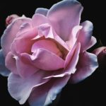 バラの人気種「薫乃」の育て方って簡単？