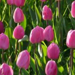 チューリップの花が咲かない原因と対策法について