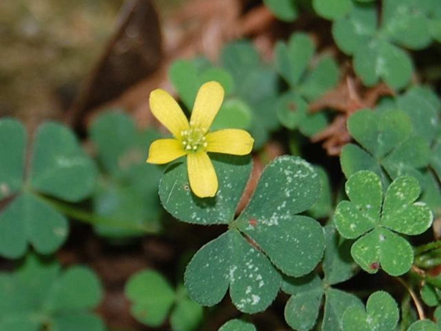 カタバミの種がはじける 原理や理由を見てみよう 植物navi