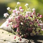 かすみ草の押し花の簡単な作り方について