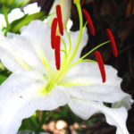 カサブランカの花の特徴！大きさや色の種類をご紹介します