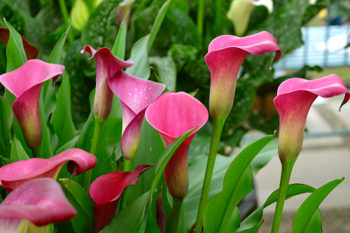 カラーの育て方 花が咲かない原因や対策法とは 植物navi
