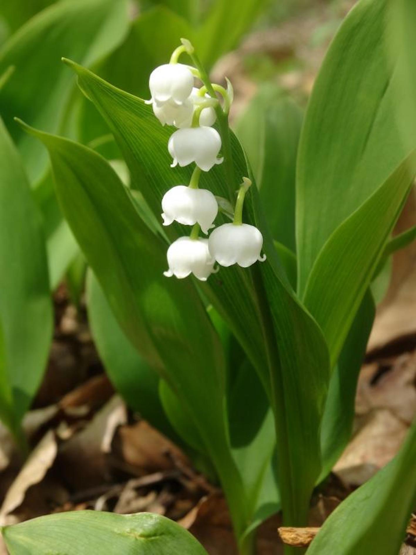 スズランの花言葉の由来や意味 フランスや英語での意味とは 植物navi