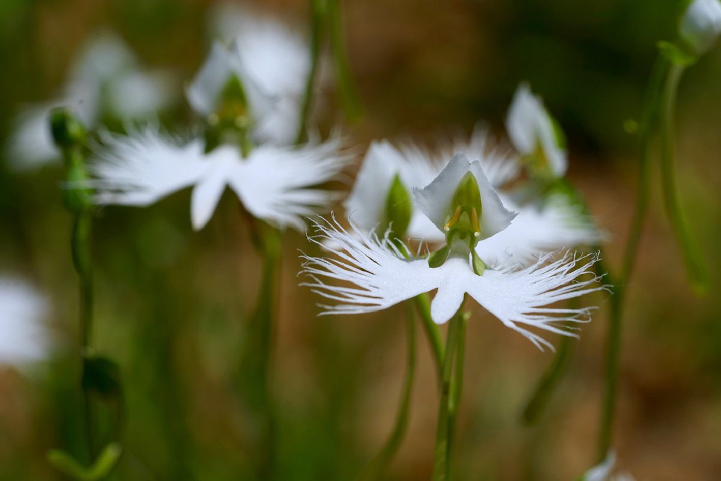 サギソウ 玉竜花の花の色は 特徴は 植物navi