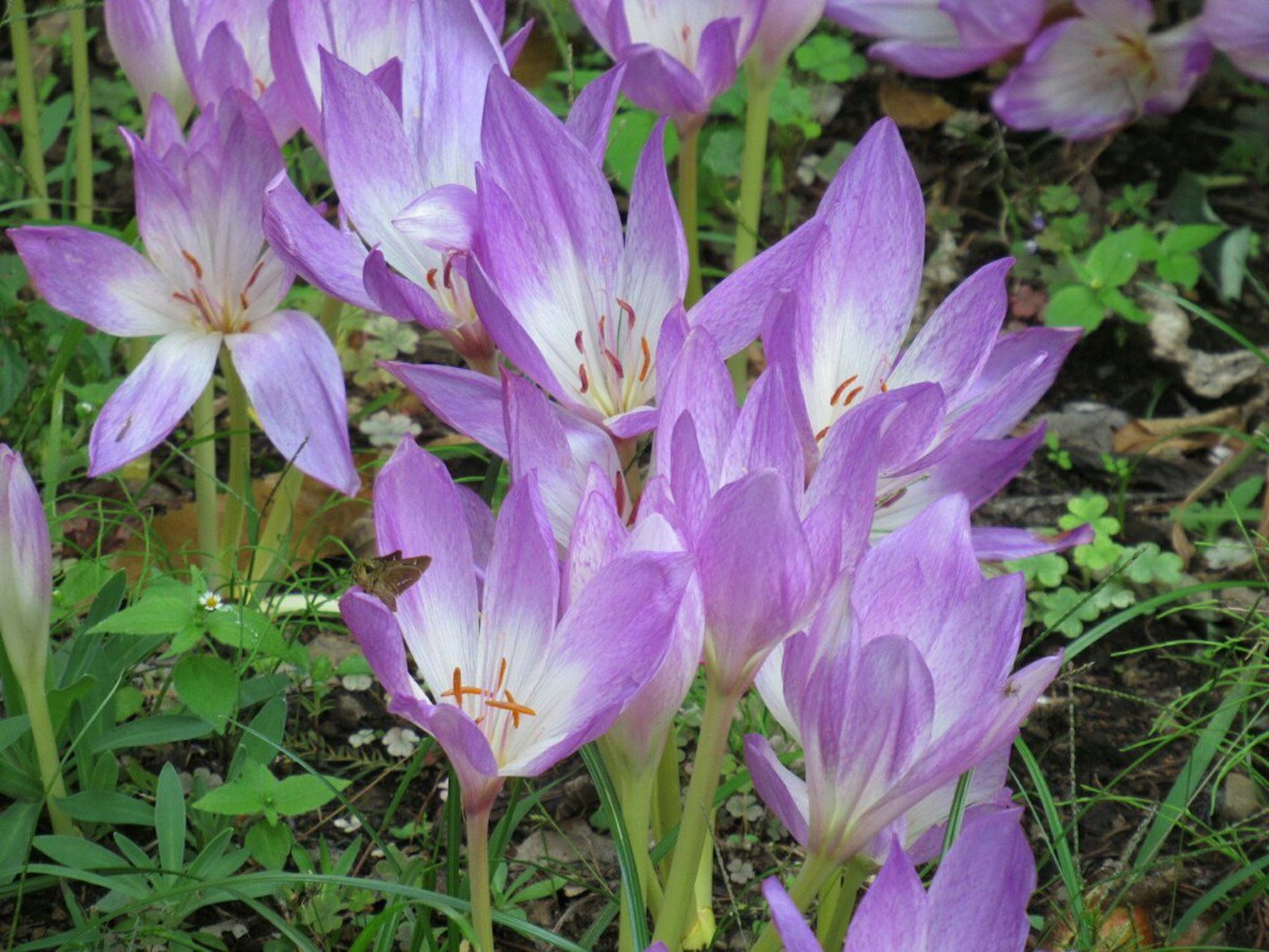 サフランの花の香りは どんな匂い 表現方法は 植物navi