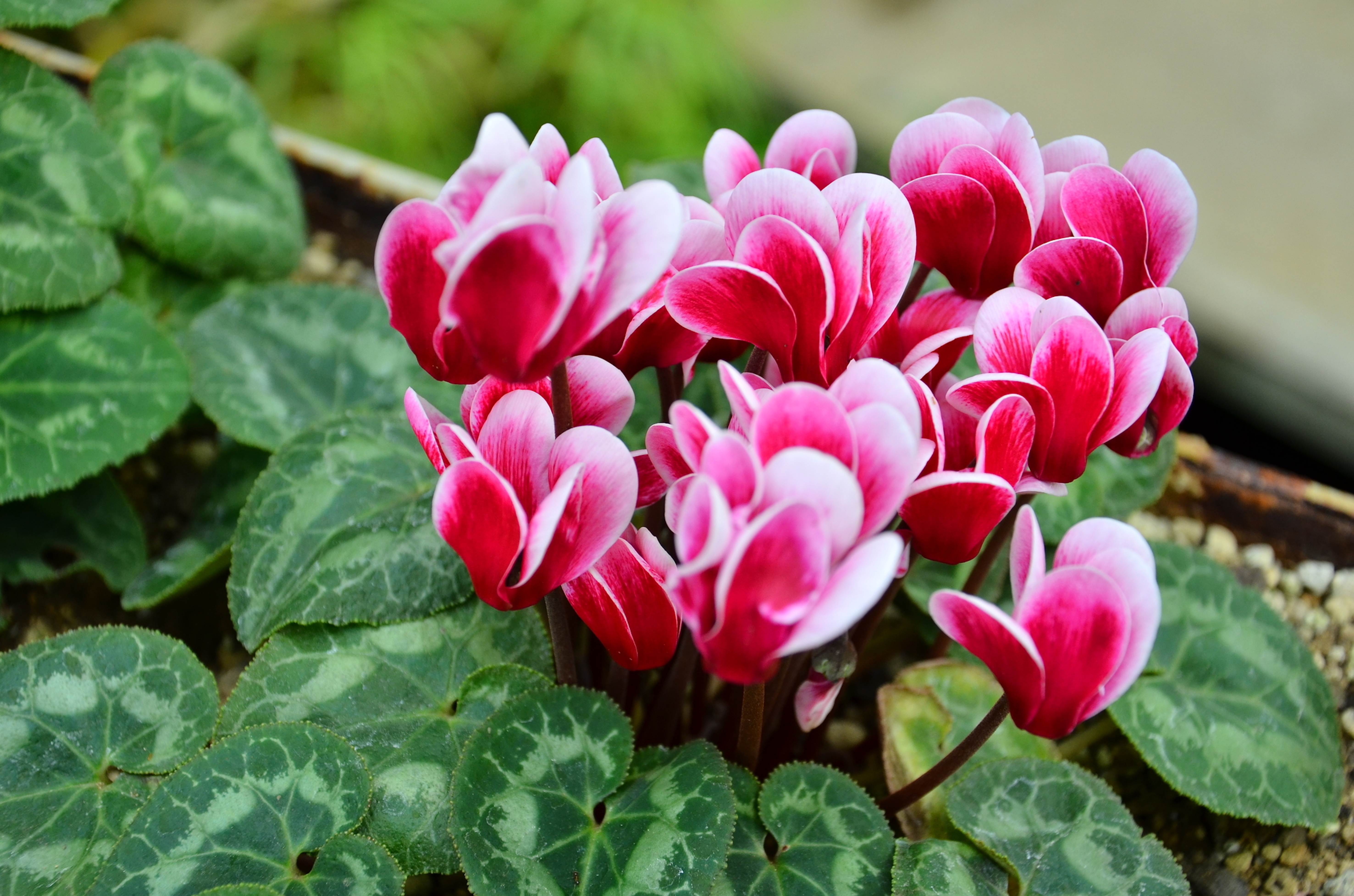 シクラメンの色別に違う花言葉の意味は 英語や由来は 植物navi