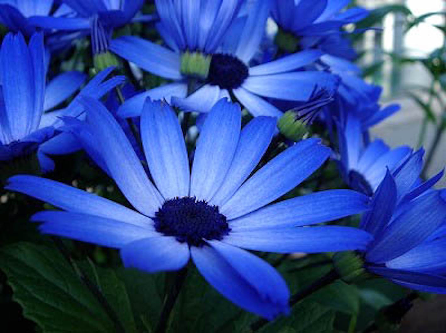 青色のシネラリアの花言葉の意味や由来とは 植物navi