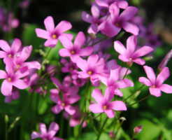 花 オキザリス 種類