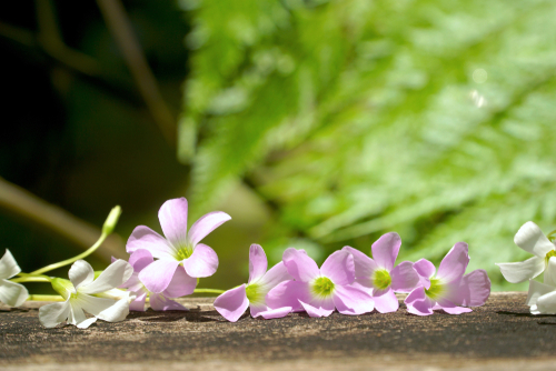 オキザリス 花言葉 紫