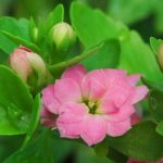 多肉植物　カランコエ　ファングは何色の花？特徴は？