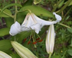 カサブランカ 花 種類