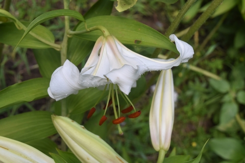 カサブランカ 花 種類
