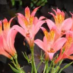 ピンク色のアルスとロメリアの花言葉の意味と由来とは？