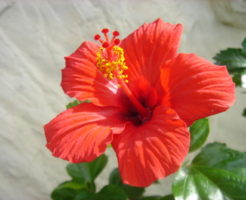 ２種類ある ハイビスカスの葉の種類について 植物navi