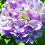 紫陽花はなぜ梅雨の時期に咲くの！？