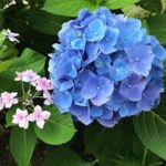 紫陽花の品種「ブルースカイ」ってどんな花！？