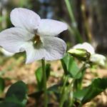 白い花を咲かせるスミレの種類について