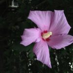 ムクゲの八重咲品種「紫玉」の育て方について