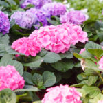北海道の紫陽花の育て方や越冬方法について