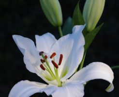 ゆり 球根 植え替え