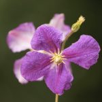 クレマチスの品種で切り花として出回っている人気の種類は？