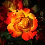 絞り模様の薔薇の品種一覧をご紹介！