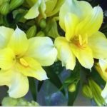 黄色のアルスとロメリアの花言葉の意味と由来とは？