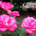 ピンク系のつるバラの品種について