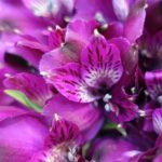 アルストロメリアの花の色別に品種一覧を大公開！