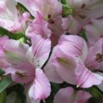 アルストロメリアの品種　セレステは何色の花？特徴は？