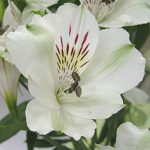 アルストロメリアの品種　キッスは何色の花？特徴は？