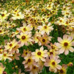 コレオプシス　ウリドリーム　サンセットの花の色とは？特徴は？