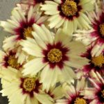 コレオプシス　レッドシフトの花の色とは？特徴は？