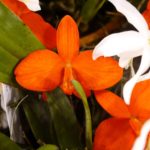 カトレア　コクシネアは何色の花？特徴は？