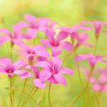 ピンク色の花のカタバミの種類とは？特徴は？