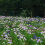 滋賀県高島市平池のカキツバタの開花情報時期や見頃は？