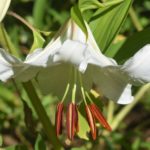 カサブランカの花の病気の種類について
