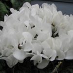 シクラメンの葉に白いコナがつく原因と対策法 植物navi